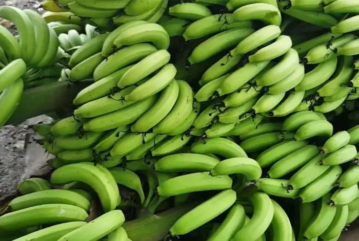 香蕉树为啥一年一砍（香蕉树一年一砍的四大原因）