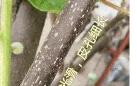 猕猴桃树苗公母怎样区分（猕猴桃的特征、雌雄分辨方法）