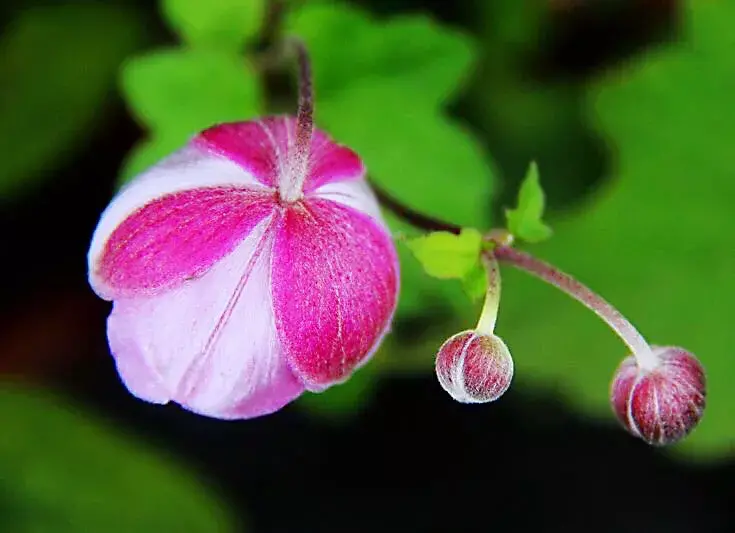 大火草的花语是什么（大火草的花语和寓意）